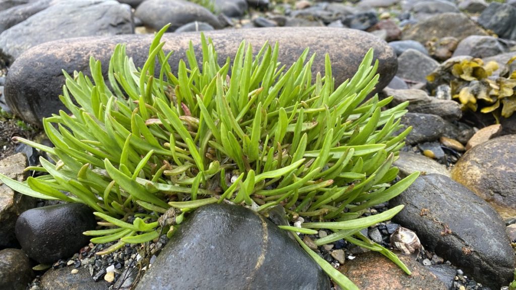 Strandstjerne Tripolium pannonicum. Foto: Jim-André Stene