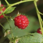 Bringebær Rubus idaeus. Foto: CC BY 2.0