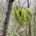 Rogn Sorbus aucuparia. Foto: Jim-Andre Stene