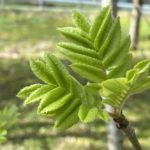 Rogn Sorbus aucuparia. Foto: Jim-Andre Stene