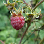 Bringebær Rubus idaeus. Foto: Edal Anton Lefterov, CC BY-SA 3.0