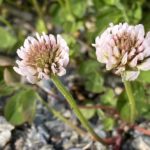 Hvitkløver Trifolium repens. Foto: Jim-André Stene