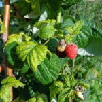 Bringebær Rubus idaeus. Foto: AfroBrazilian, CC BY-SA 3.0