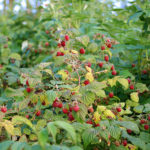 Bringebær Rubus idaeus. Foto: Mako from Kangasala, Suomi (Finland), CC BY 2.0