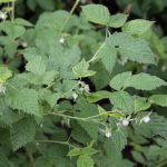 Bringebær Rubus idaeus. Foto: Matti Virtala, CC0, via Wikimedia Commons