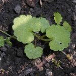 Korsknapp Glechoma hederacea. Foto: Salicyna, CC BY-SA 4.0