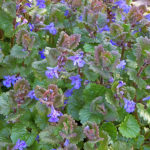 Korsknapp Glechoma hederacea. Foto: Salicyna, CC BY-SA 4.0