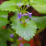 Korsknapp Glechoma hederacea. Foto: Vasyliuk Oleksij, CC BY-SA 4.0