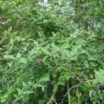 Slyngsøtvier Solanum dulcamara. Foto: MPF, CC BY-SA 3.0