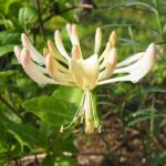 Vivendel Lonicera periclymenum. Foto: Agnieszka Kwiecień, Nova, CC BY-SA 4.0