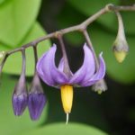 Slyngsøtvier Solanum dulcamara. Foto: Ryan Hodnett, CC BY-SA 4.0