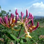 Vivendel Lonicera periclymenum. Foto: Isidre blanc, CC BY-SA 4.0