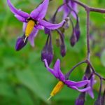 Slyngsøtvier Solanum dulcamara Foto: MPF, CC BY-SA 3.0