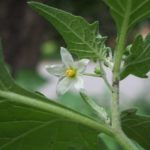 Svartsøtvier Solanum nigrum. Foto: Harald Hubich, CC BY-SA 3.0