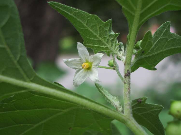 Svartsøtvier Solanum nigrum. Foto: Harald Hubich, CC BY-SA 3.0