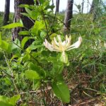 Vivendel Lonicera periclymenum. Foto: Agnieszka Kwiecień, Nova, CC BY-SA 4.0