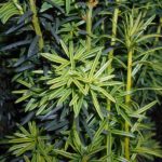 Barlind taxus baccata. Foto: Salicyna, CC BY-SA 4.0