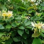 Vivendel Lonicera periclymenum Foto: Jonathan Billinger / Wild Honeysuckle
