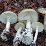 Amanita phalloides,grønn fluesopp