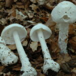 Amanita virosa,hvit fluesopp
