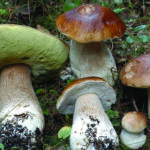 Boletus edulis,steinsopp,