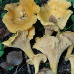 Cantharellus cibarius,kantarell,