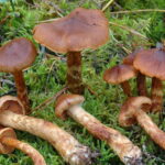 Cortinarius rubellus, spiss giftslørsopp