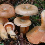 Lactarius deterrimus, granmatriske,