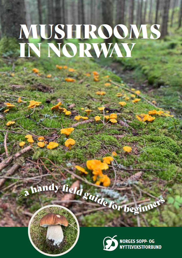 25pk Mushrooms in Norway