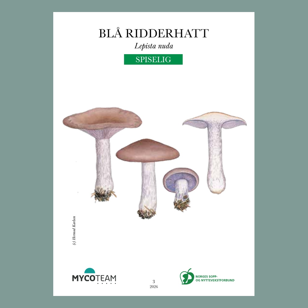 Soppkortene nivå 1 - 2026 - Bilde 4