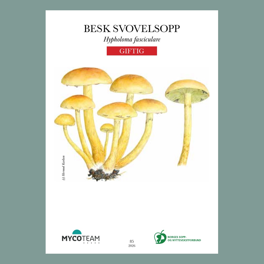 Soppkortene nivå 2 - 2026 - Bilde 5