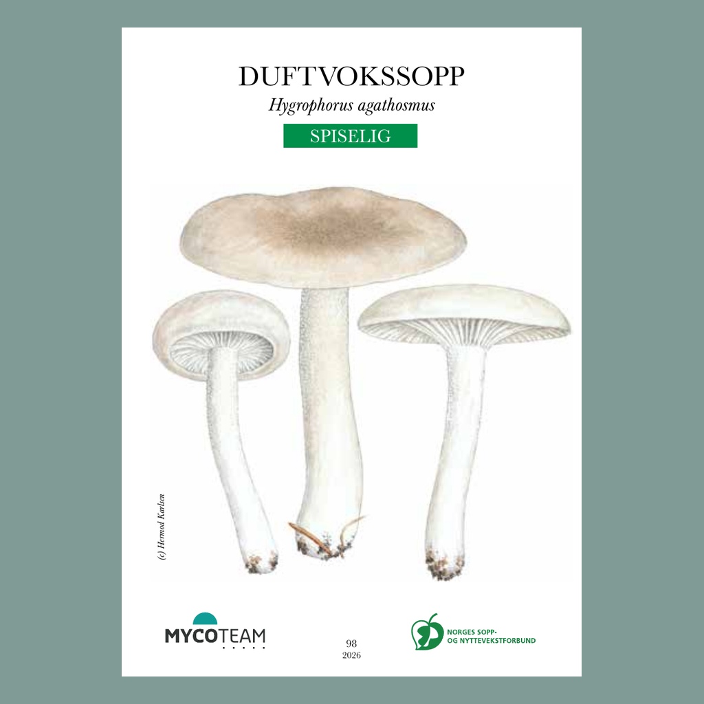 Soppkortene nivå 2 - 2026 - Bilde 6